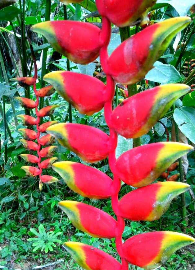 lobster claw heliconia in belize jungles