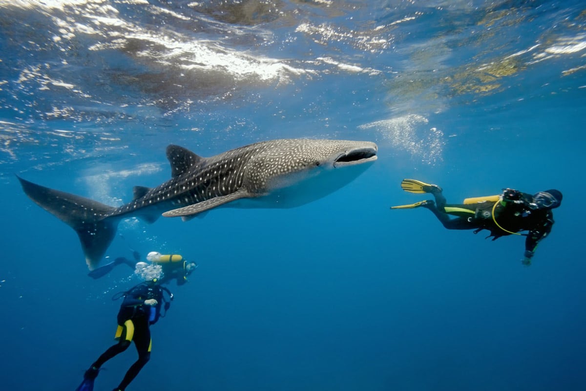 Belize Whale Shark Diving 