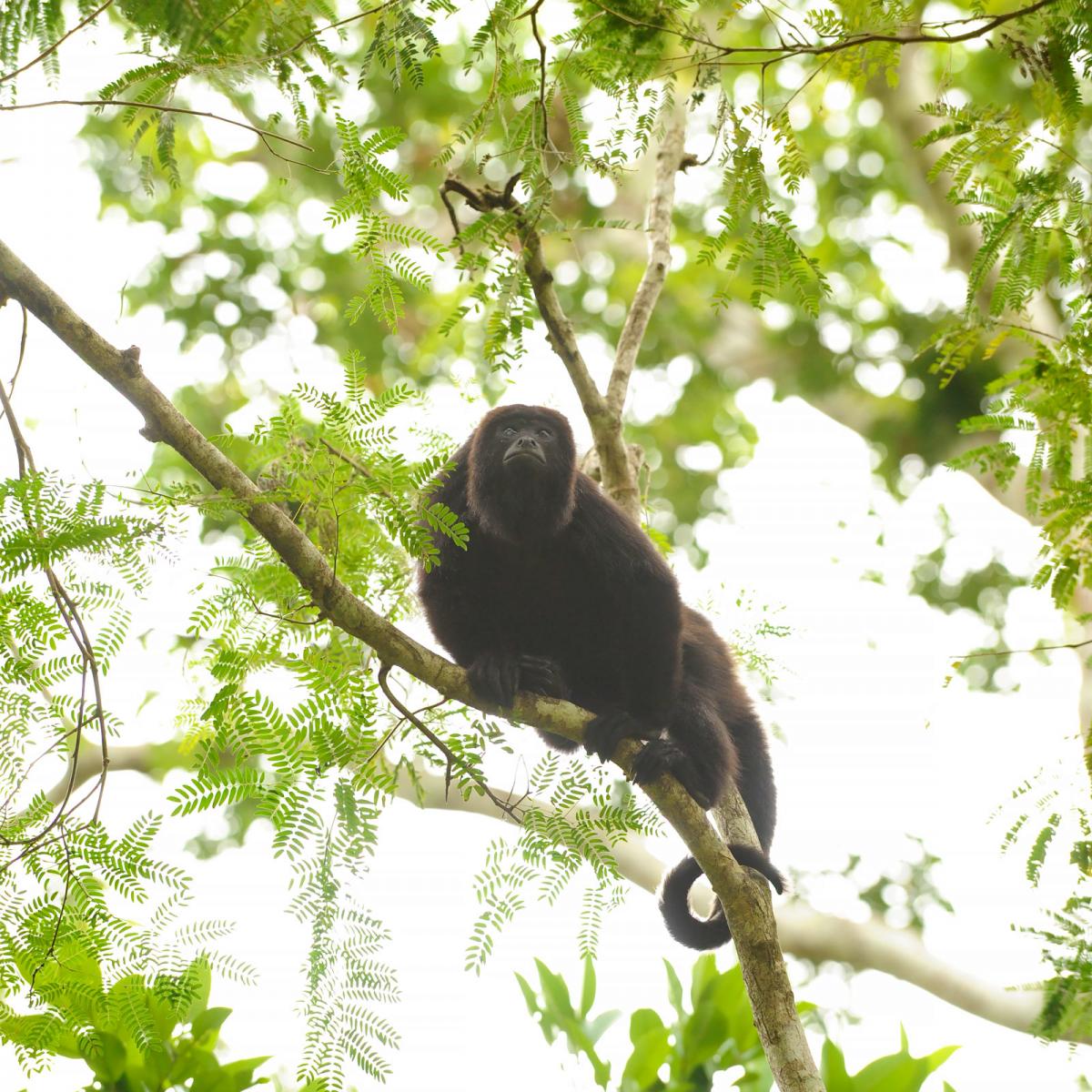 Howler Monkeys at Belize on a Budget Macal River Camp