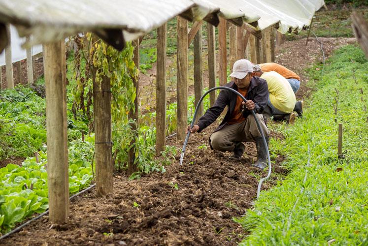 belize Maya Organic Farm thumbnail