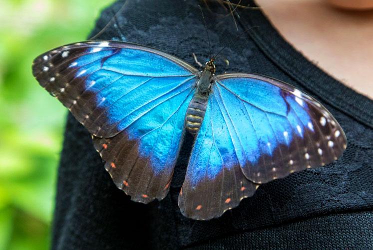 Blue Morpho Butterfly Farm chaa creek thumb