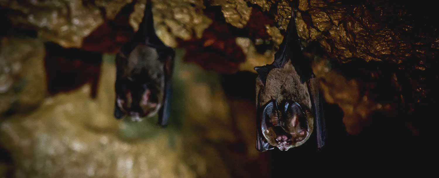 Barton Creek Cave Tour Ratbats by Chaa Creek