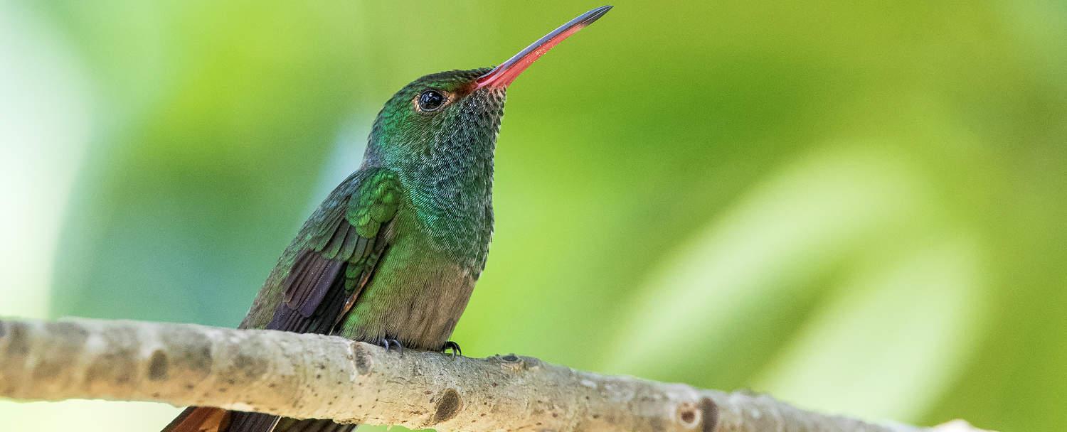 Belize Bird Watching Vacation Rufous-tailed Hummingbird at Chaa Creek