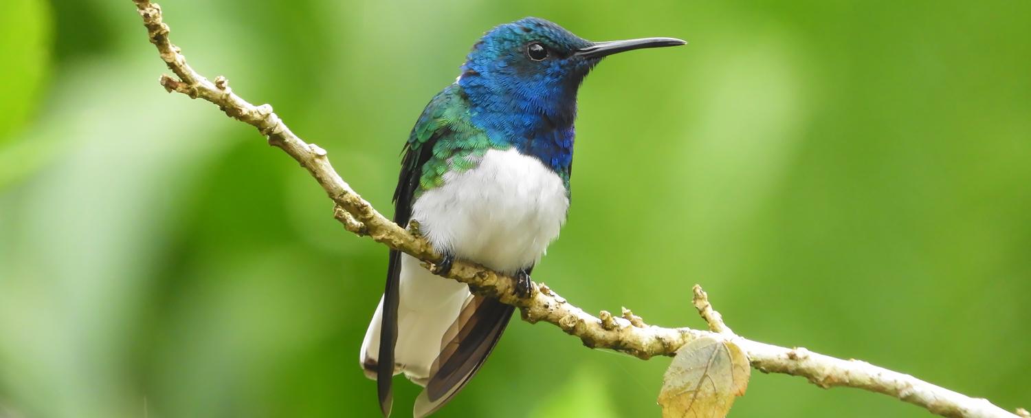 Belize Bird Watching Vacations White-Necked Jacobin at Chaa Creek
