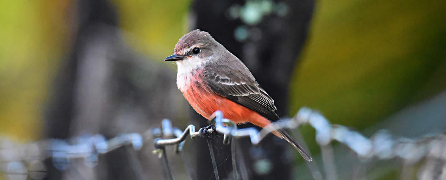 Belize Bird Watching Vacation Female Vermillion Flycatcher at Chaa creek