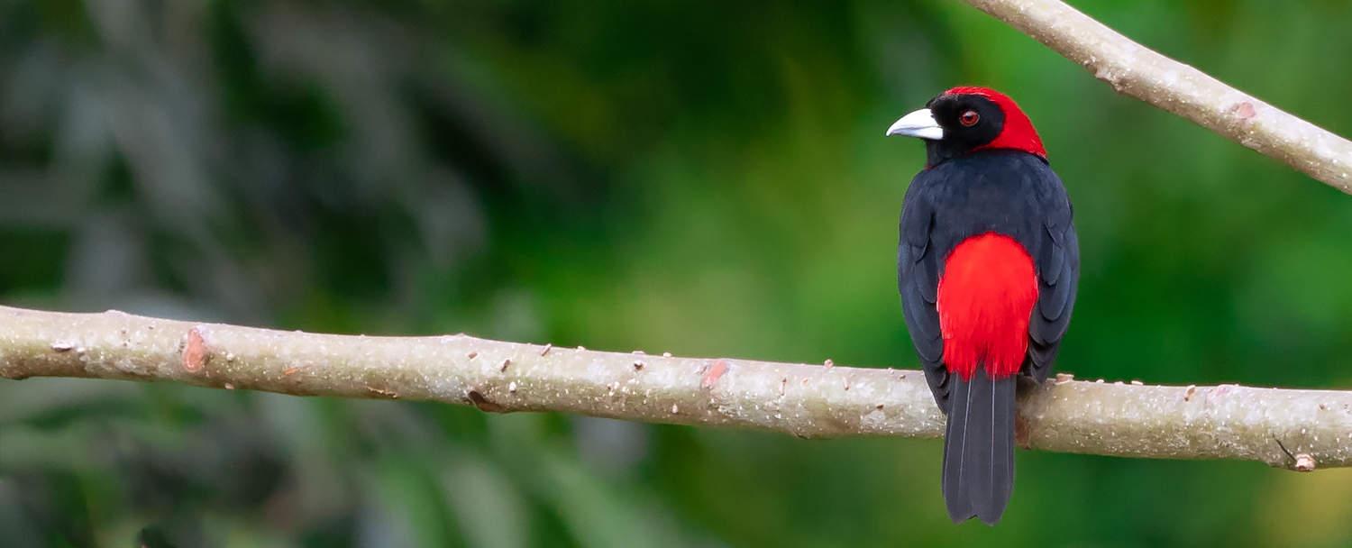 Belize Bird Watching Crimson collared tanager at Chaa creek