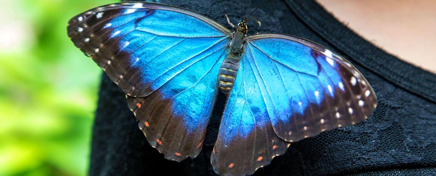 belize blue morpho sitting on guest shirt