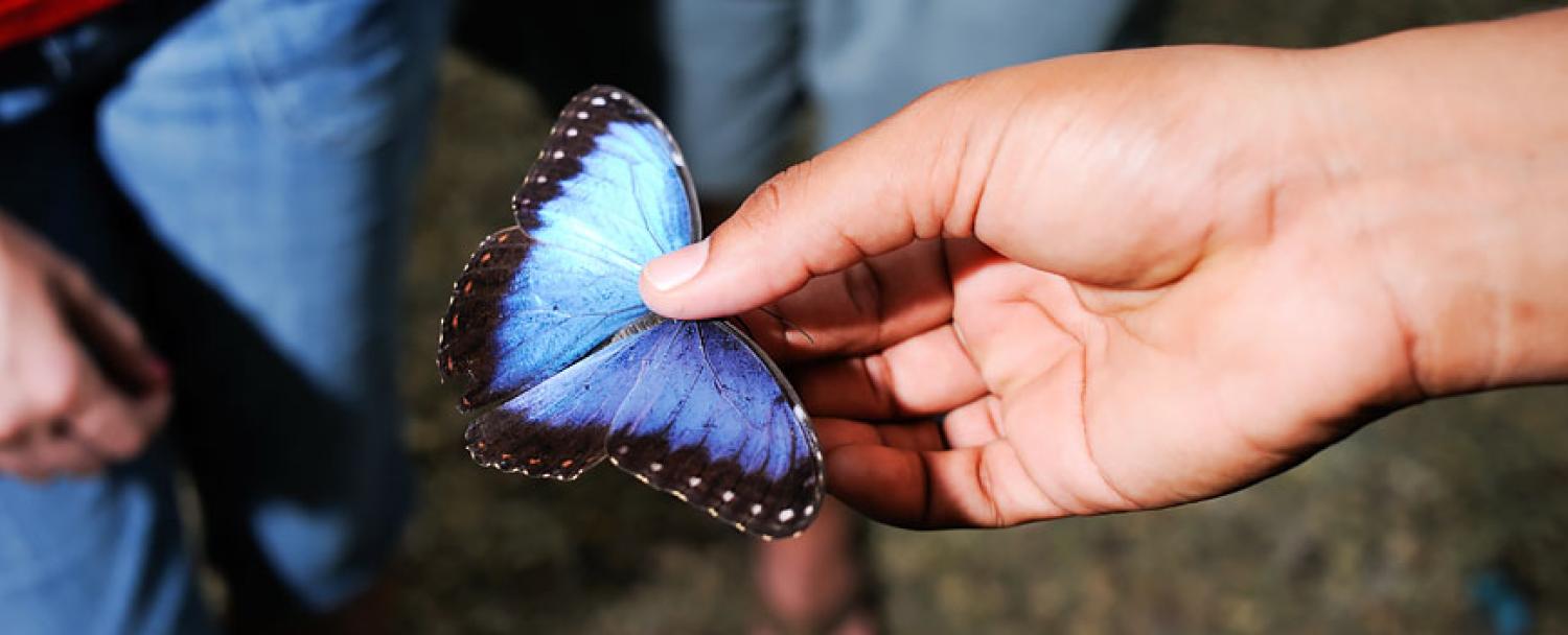 Butterfly Farm at Chaa Creek Belize