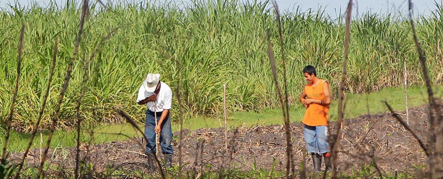 Belize Orange Walk District Cane Farmers