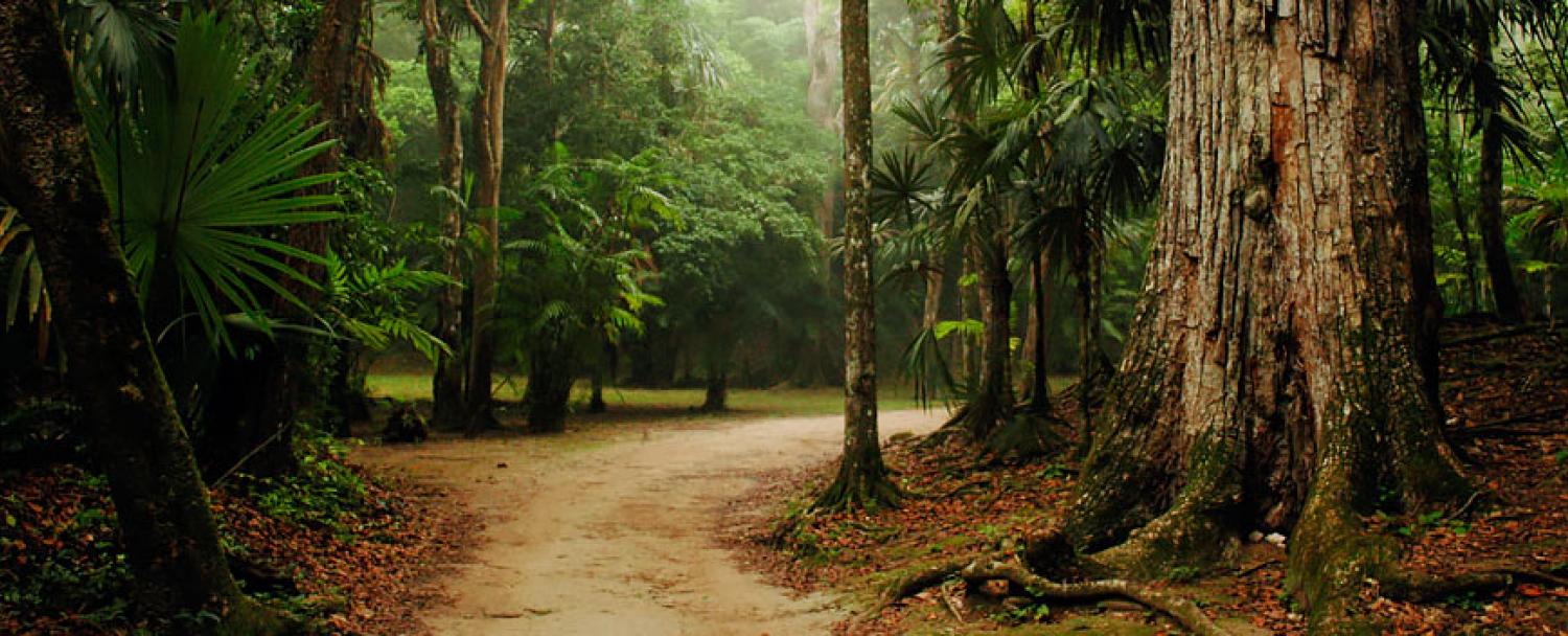Belize Private Nature Reserve Trail