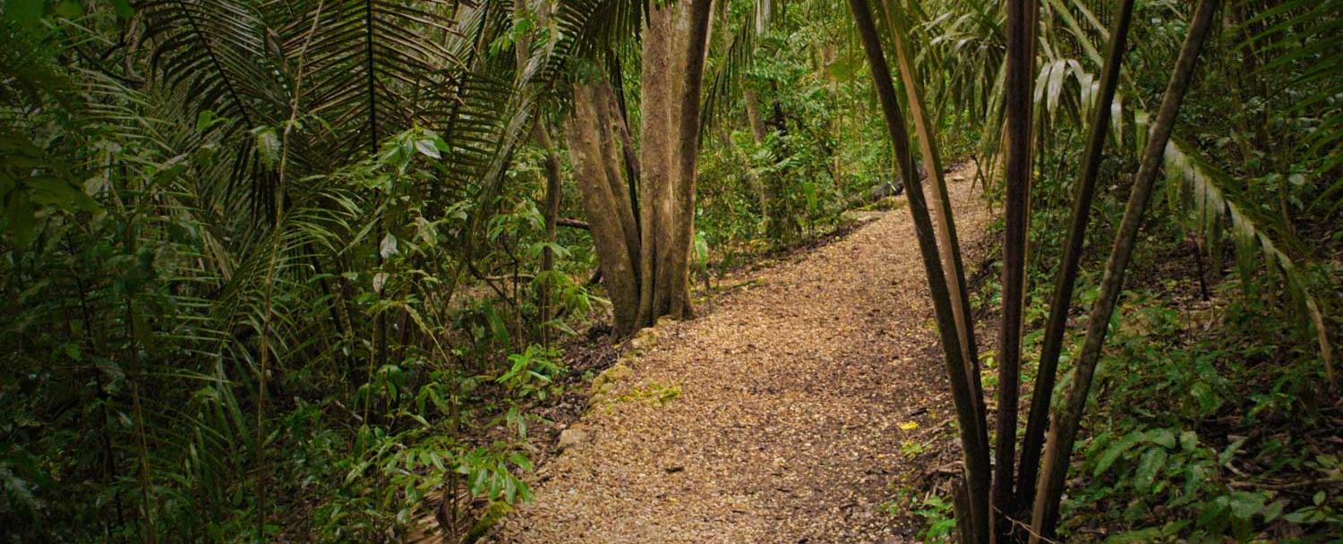 Belize hiking trails at chaa creek reserve