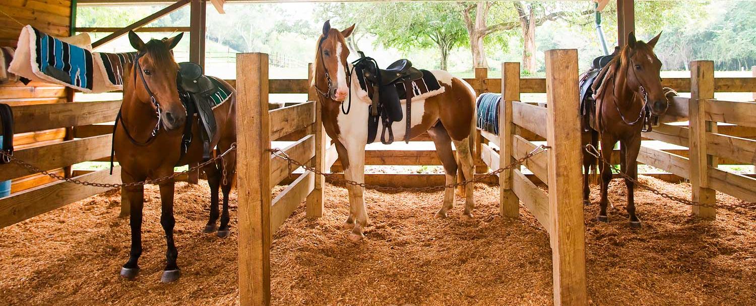 Belize Horseback Riding Stables Chaa Creek