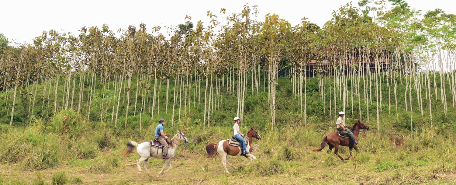 Belize horseback riding trot chaa creek