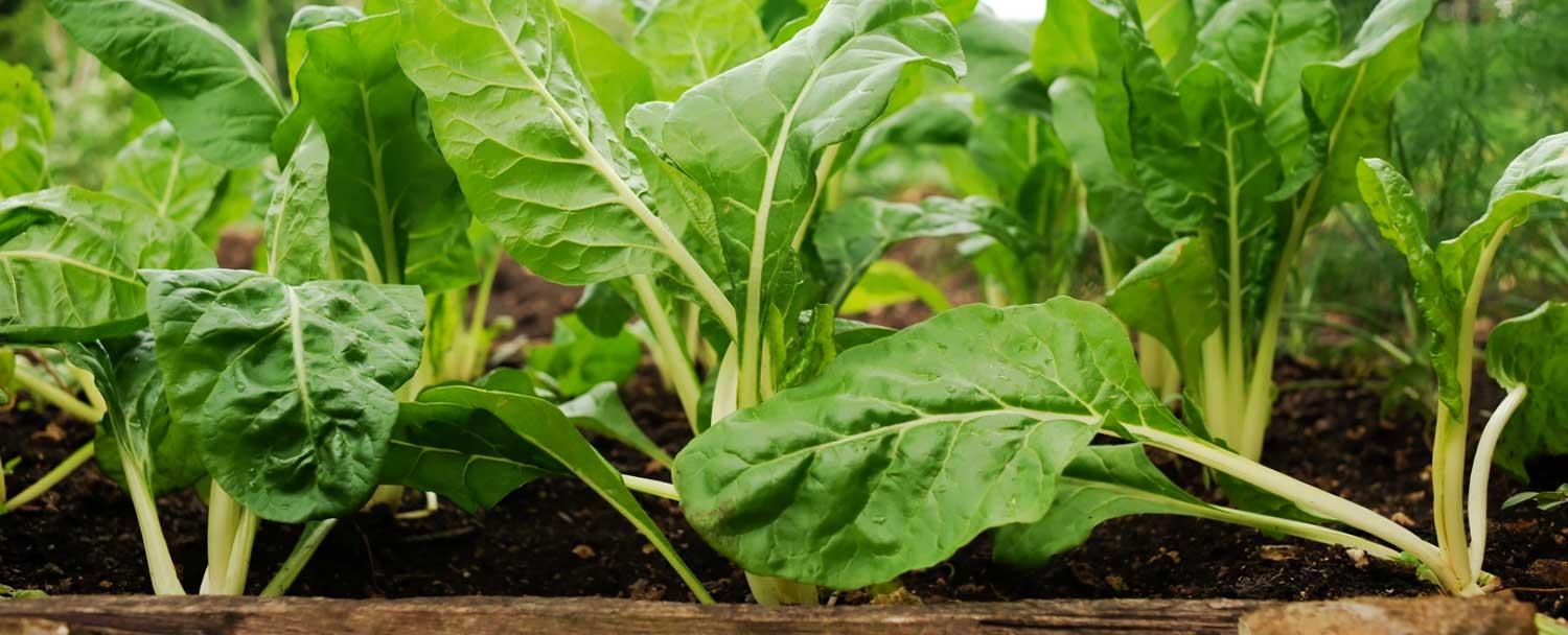 Fresh lettuce produced at Belize's Maya Organic Farm at Chaa Creek