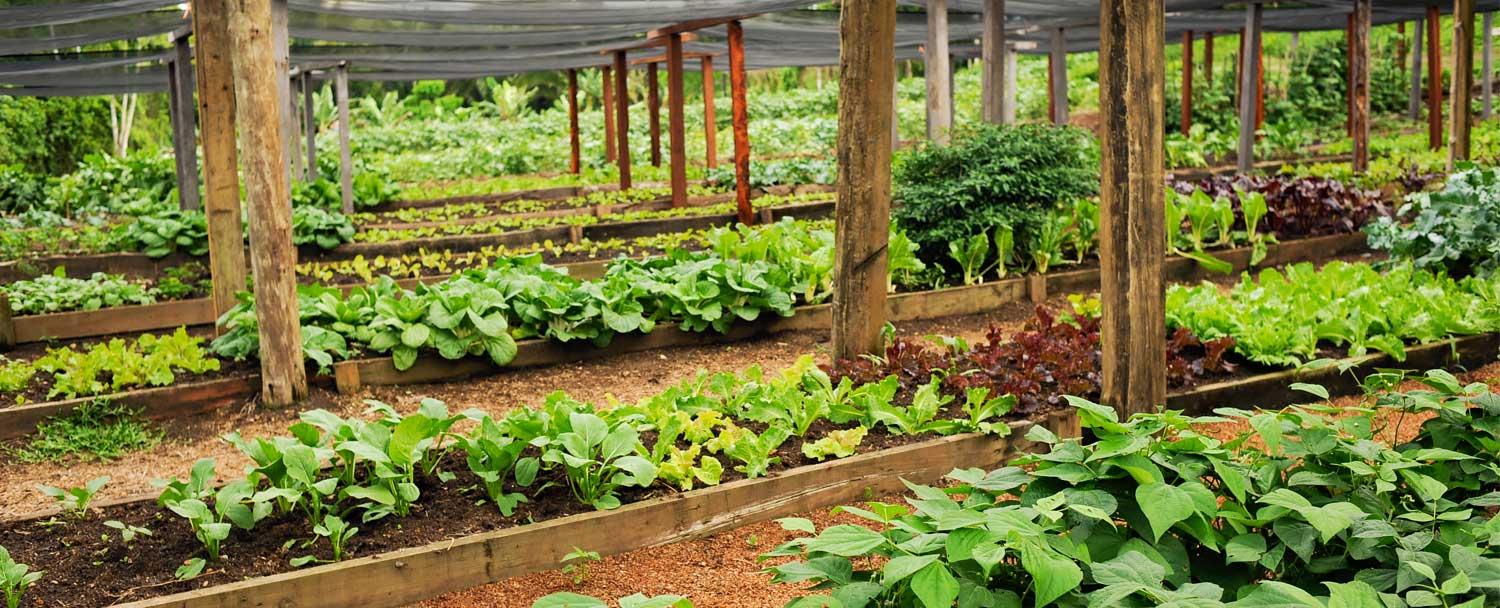 Belize Maya Organic Farm Plantation