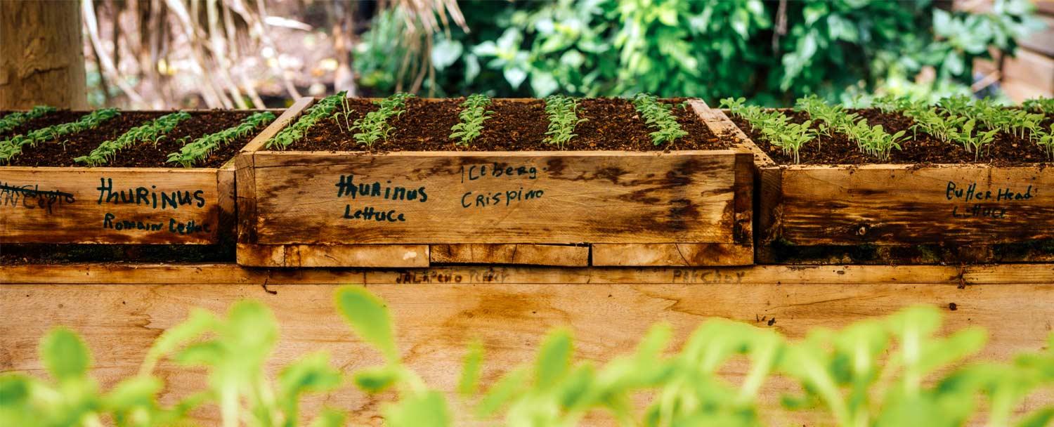 The Maya Organic Farm at Belize's Chaa Creek Grows Seedlings