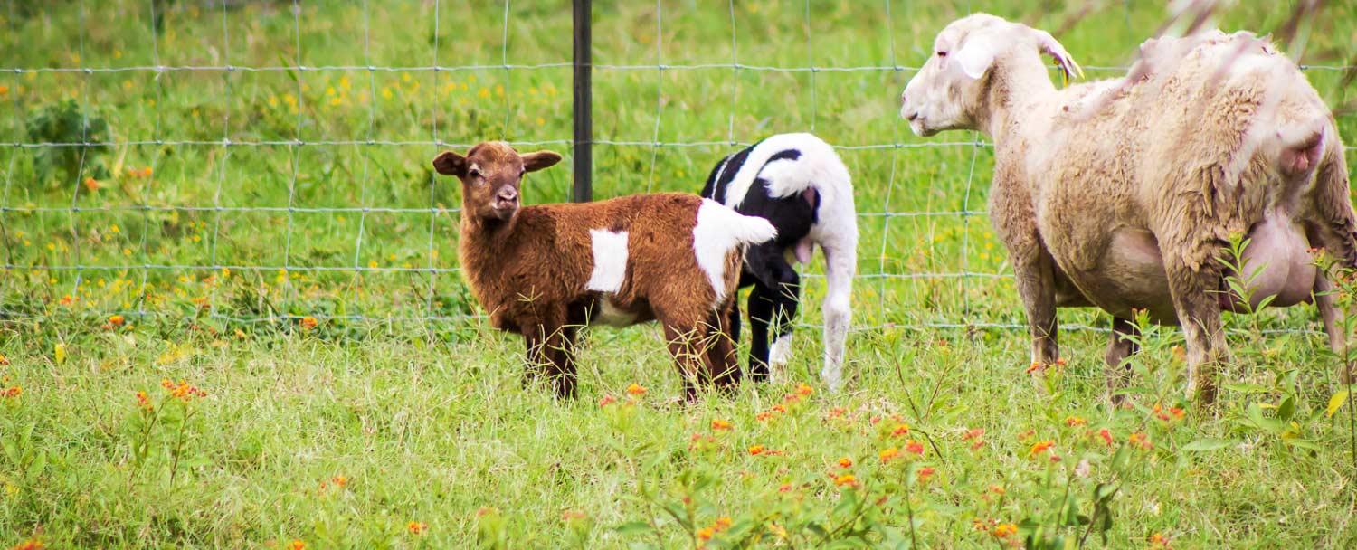 Sheeps at our Belize Maya Organic Farm at Chaa Creek