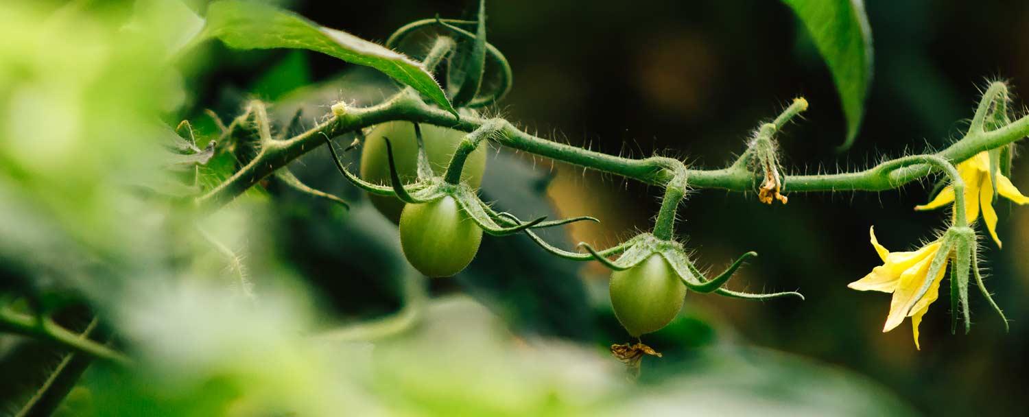 Tomatoes growing at our Belize Maya Organic Farm at Chaa Creek Resort