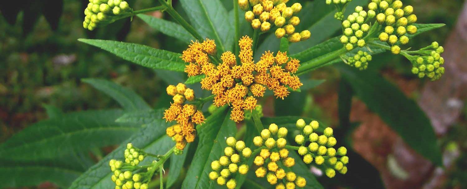 Belize medicinal plants jackass bitters chaa creek