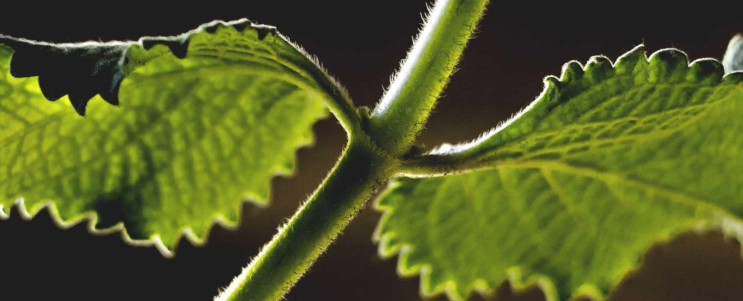 Belize medicinal plants oregano chaa creek