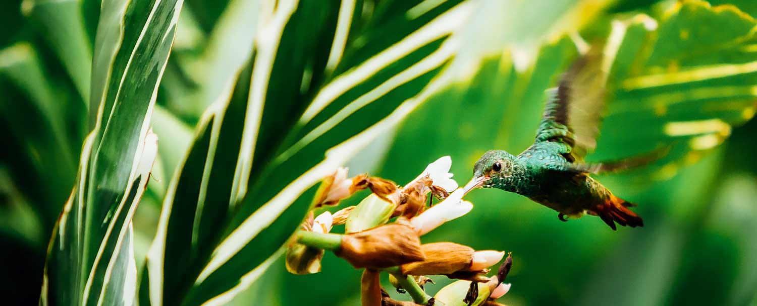 hummingbird feeding at our macal river camp inside chaa creek's private nature reserve