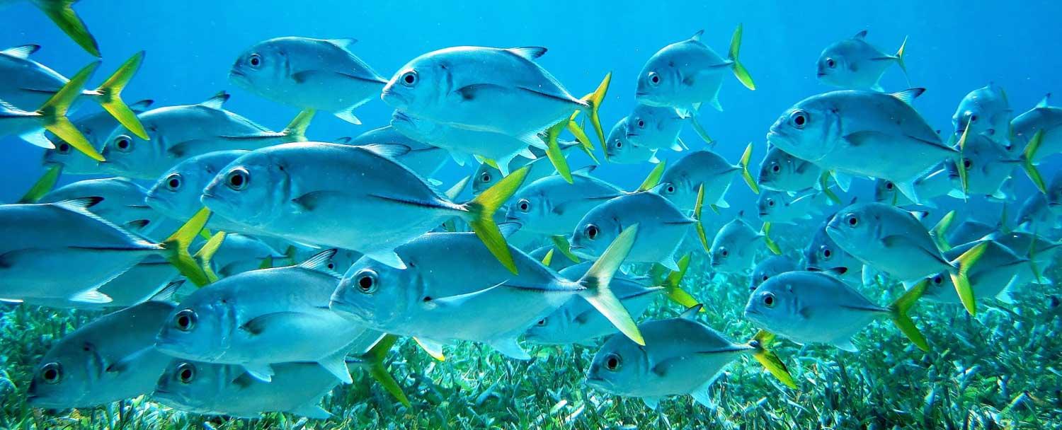 Belize Snorkeling Tour marine life seen with Chaa Creek Resort