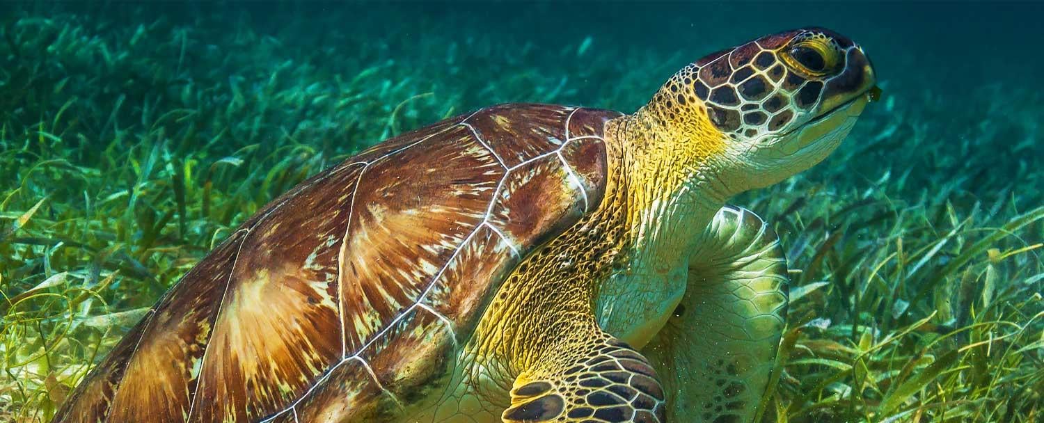Loggerhead Turtle seen in Belize Snorkeling Tour by Chaa Creek Resort