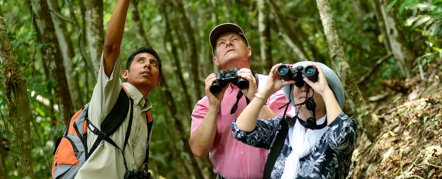 Learn about Birds of Belize with Chaa Creek's birding tours