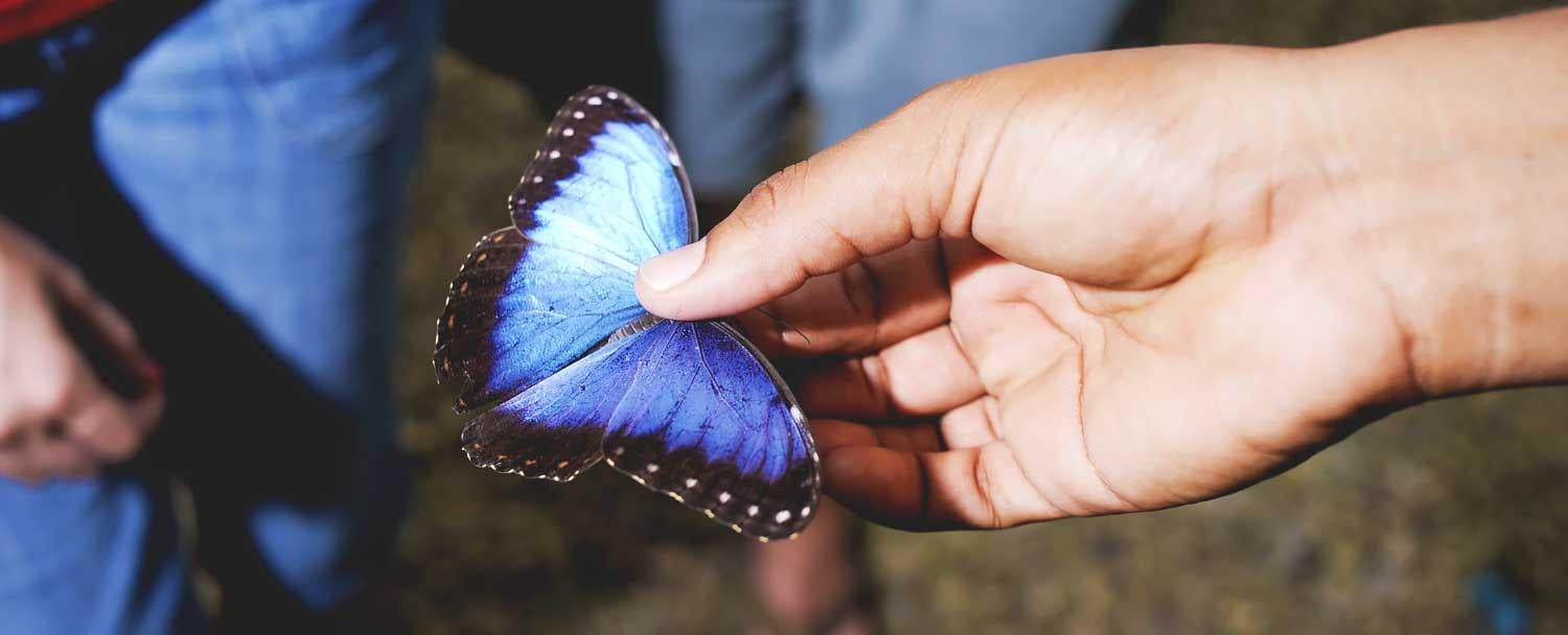 Belize Butterfly Farm Blue Morpho