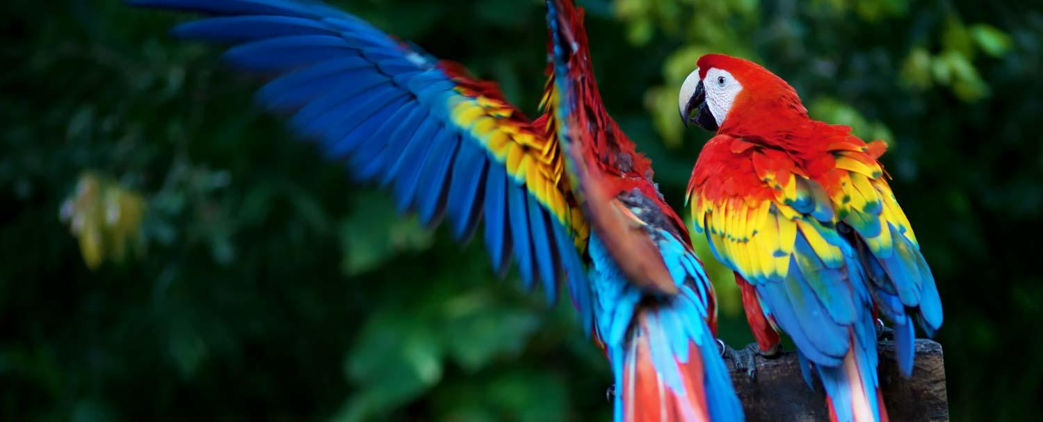 Birds of Belize 