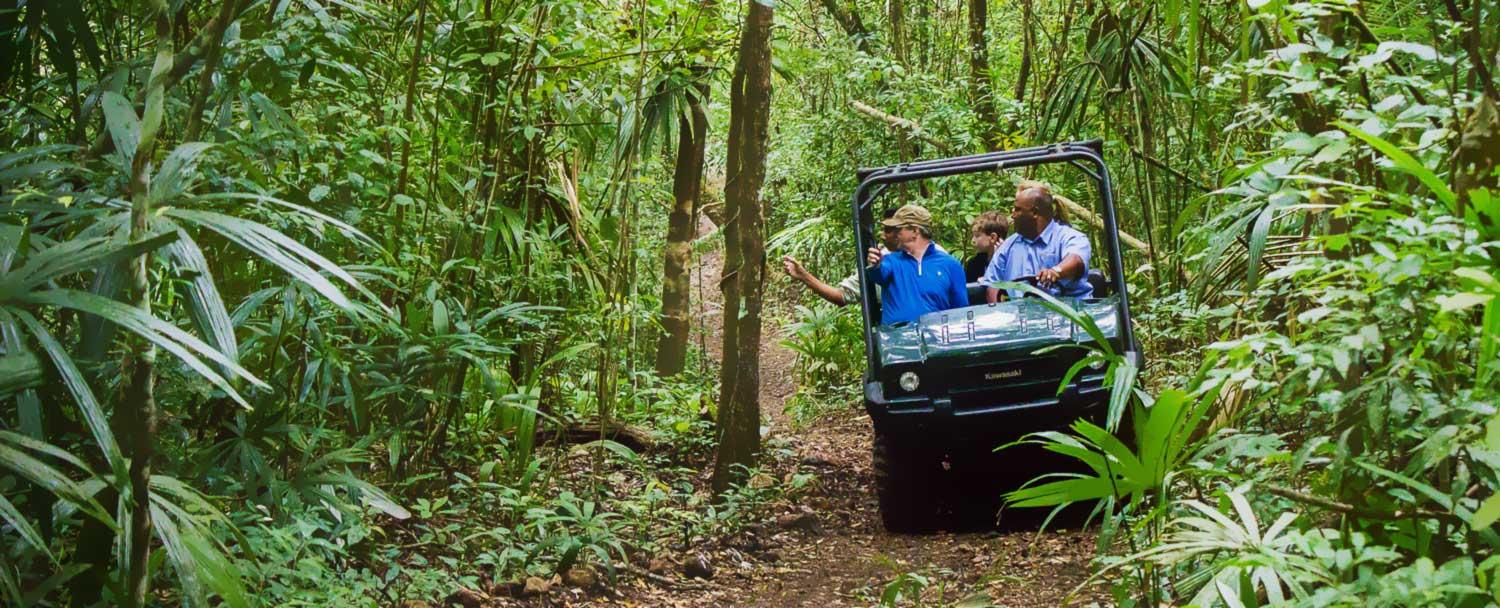  Rainforest Safari