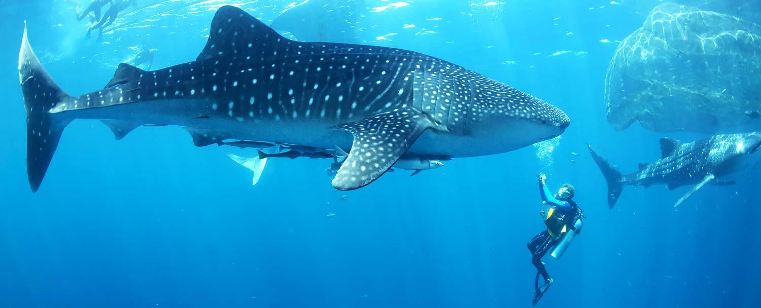 Belize Whaleshark Diving