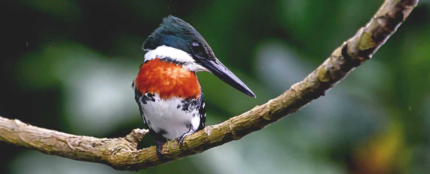 Birds of Belize Amazon Kingfisher Chaa Creek