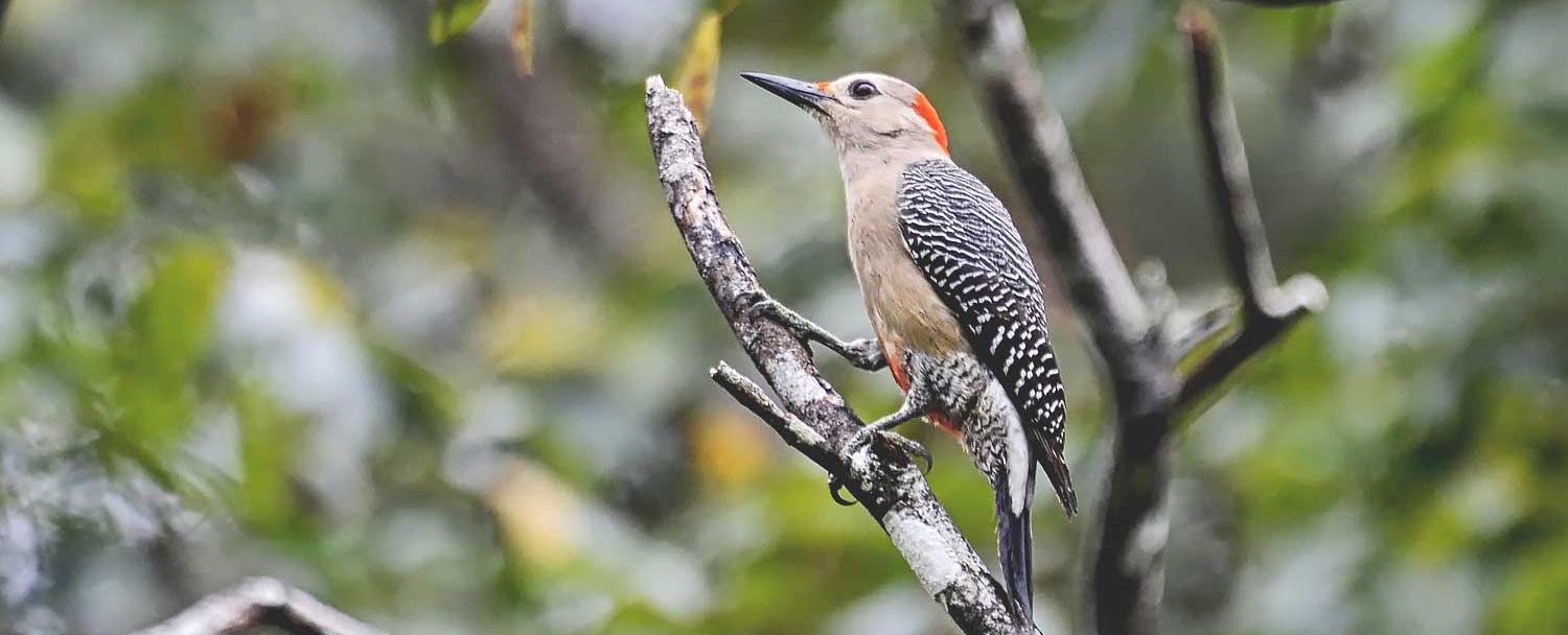 Belize Birds at Chaa Creek Resort