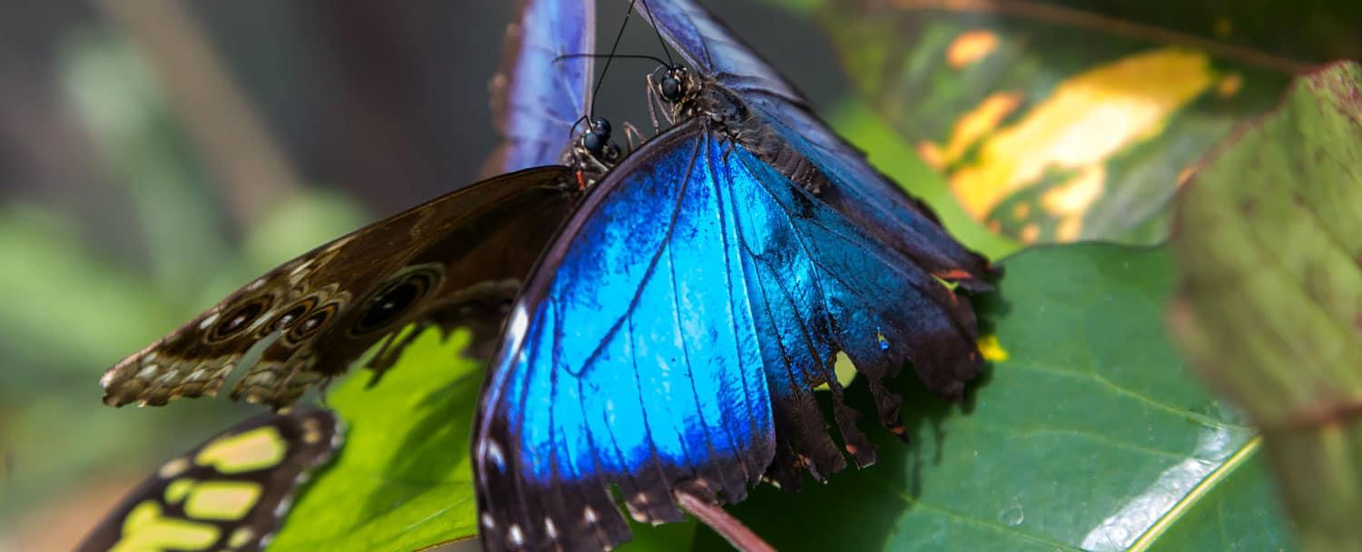 belize blue morpho butterflies mating