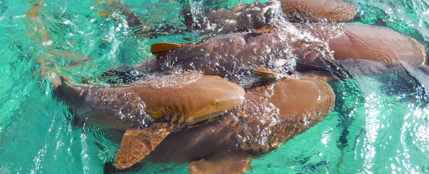 Caye Caulker Belize Shark Alley