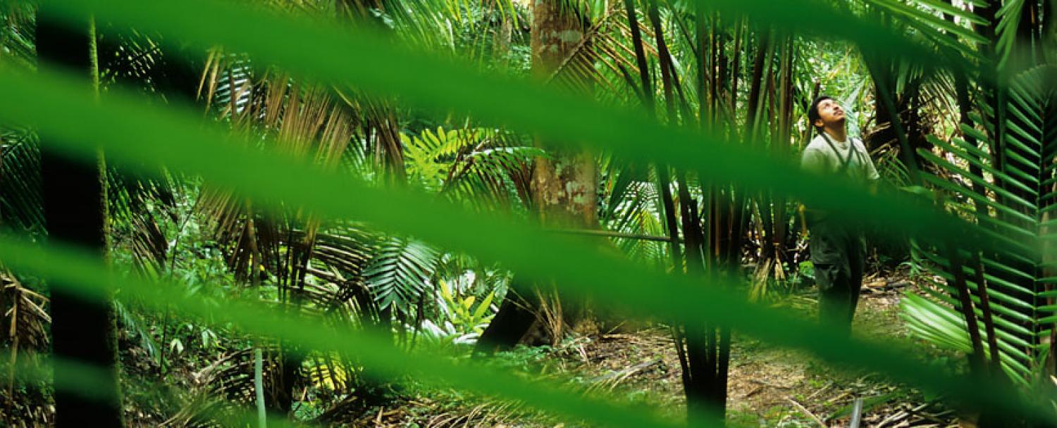 Belize Nature Reserve