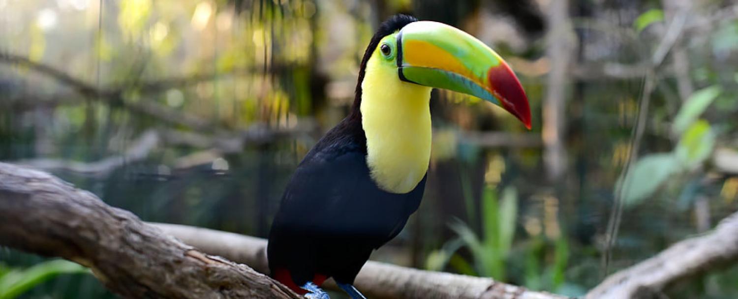 The Belize Zoo Toucan Chaa Creek Tour