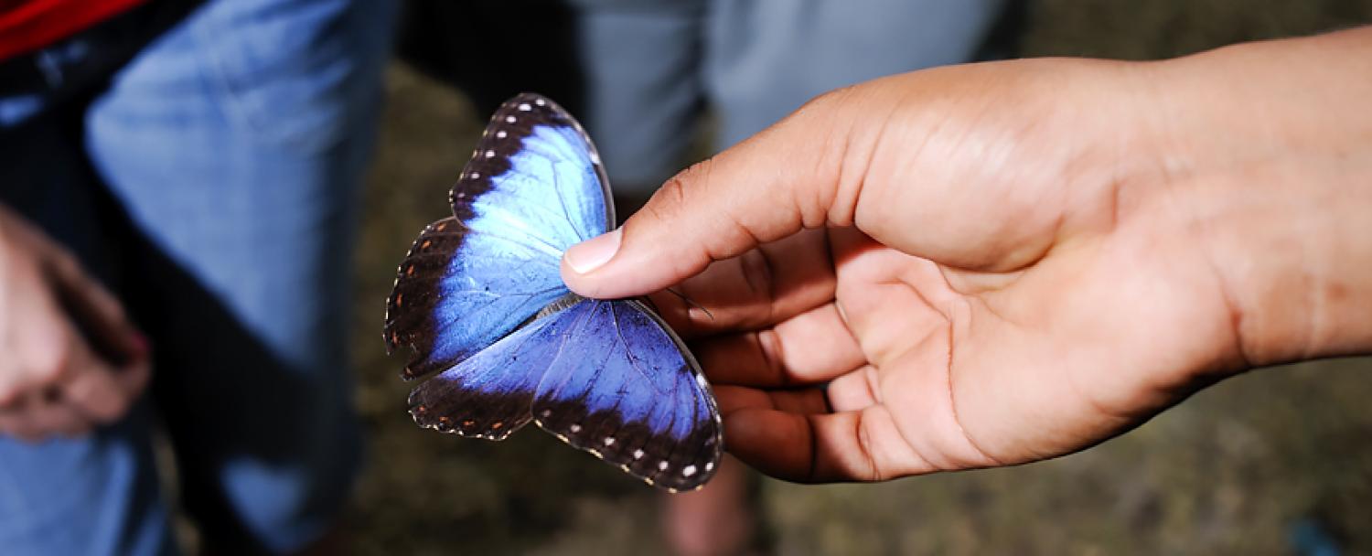 Blue Morpho Butterfly Farm in Belize