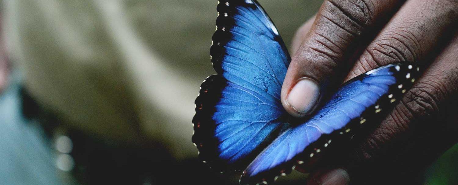 Blue Morpho Belize Butterfly Farm