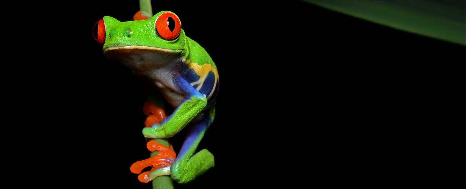 creatures of night hike frog at chaa creek