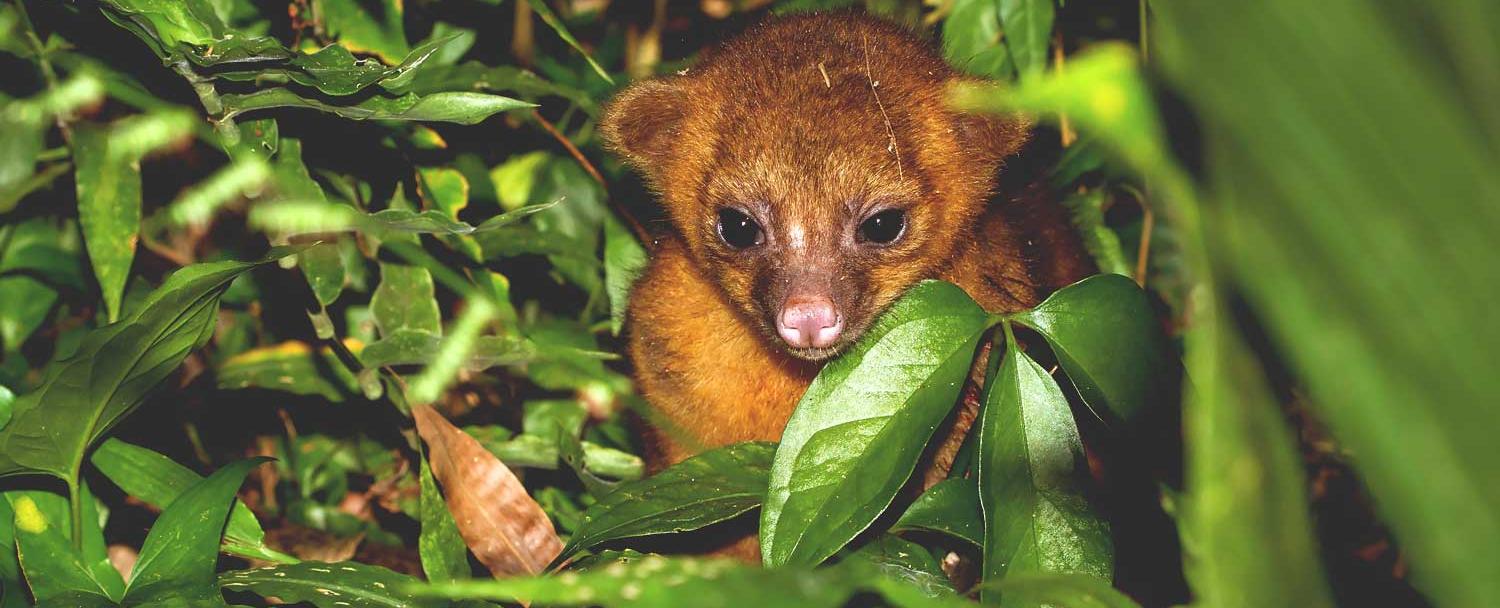 Creatures of the night kinkajou chaa creek