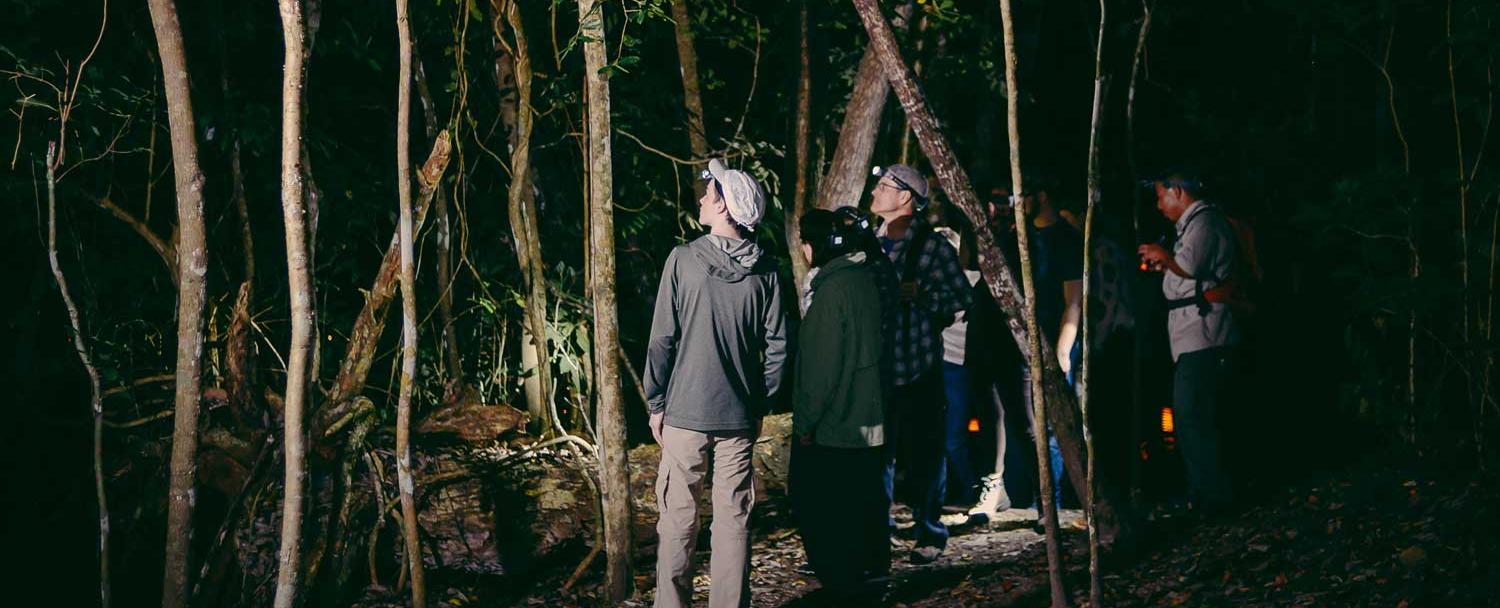 creatures of the night hike chaa creek