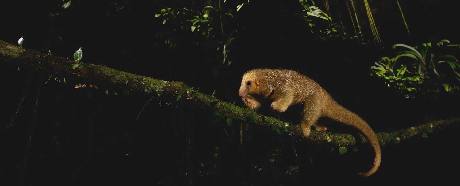 chaa creek creatures night hike anteater