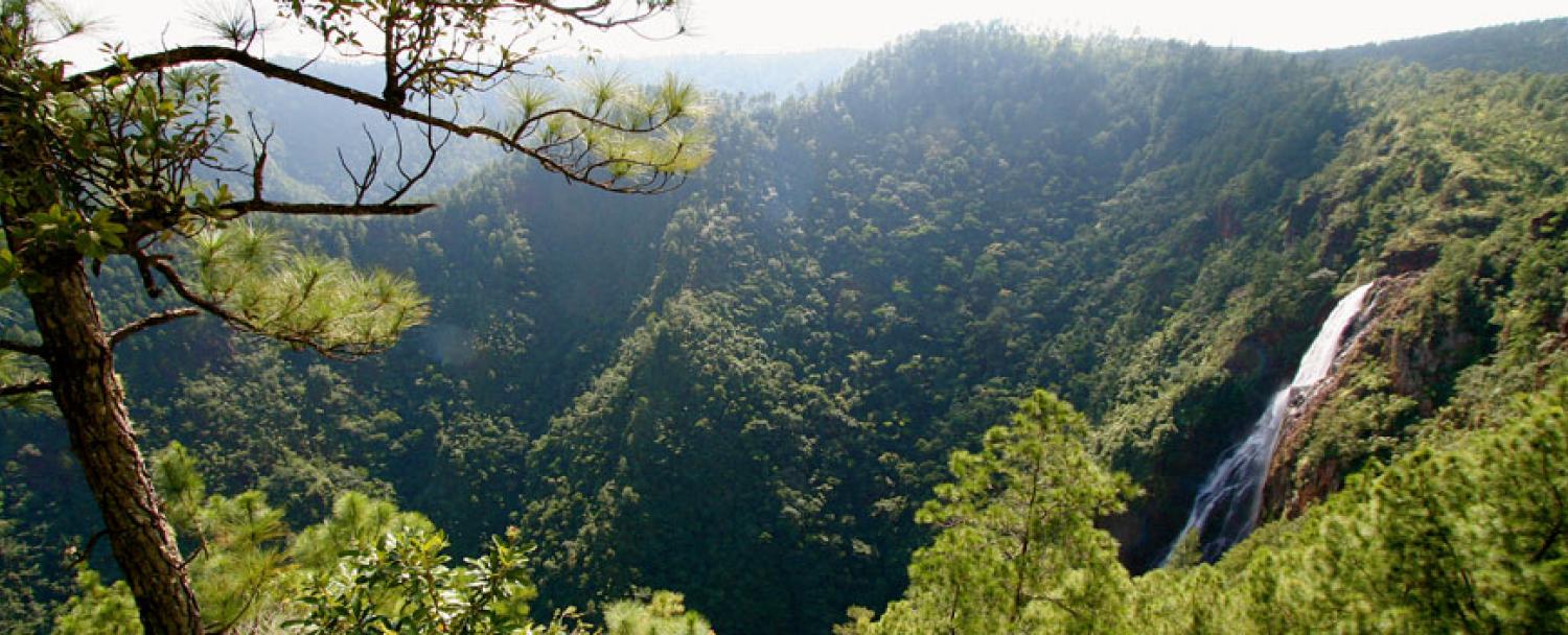 Belize Mountain Pine Ridge