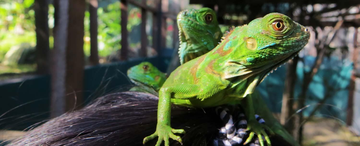 San Ignacio Belize Iguana