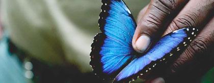 Blue Morpho Butterfly Farm thumb