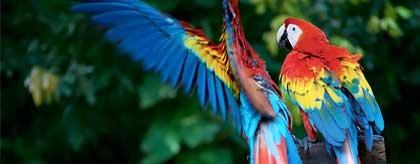 Birds of Belize Tours by Chaa Creek Eco Lodge's Naturalist Guides