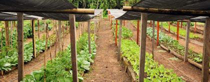 Belize Maya Farm Tour